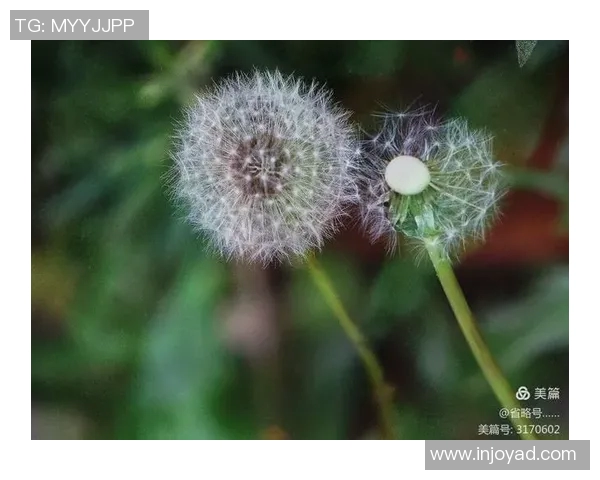 蒲公英的自由飞翔与足球球星的拼搏精神相遇的奇妙故事
